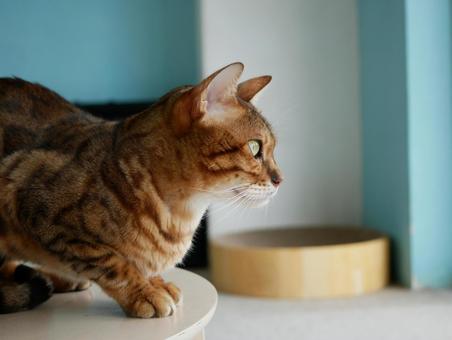 一点を見つめる猫の横顔 猫,ベンガル,横顔の写真素材