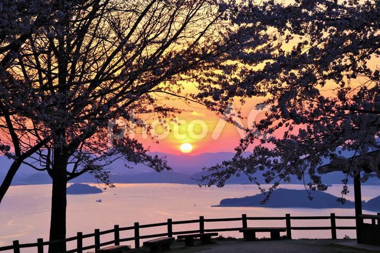 ４月上旬の三豊市紫雲出山の桜と日の出 背景,桜,さくらの写真素材