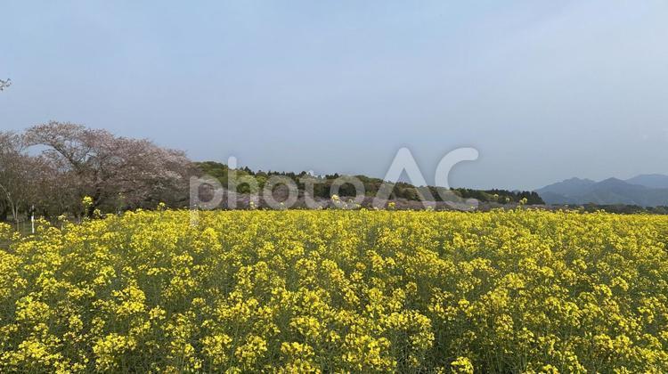 桜と菜の花 桜,菜の花,春の写真素材