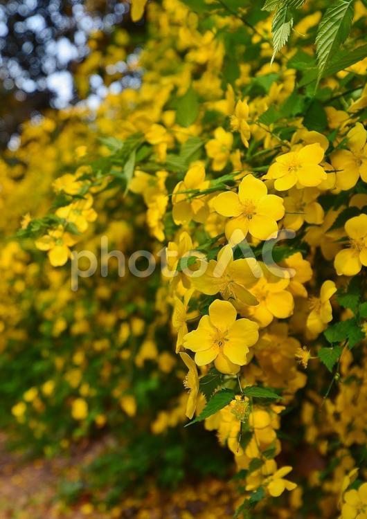 ヤマブキが咲く風景 ヤマブキ,山吹,春の花の写真素材