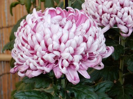 【風景写真】福山菊花展覧会の風景 キク,菊,菊花展の写真素材