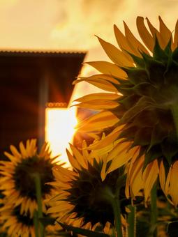Photo, sunflower, chaoyang, sun, 