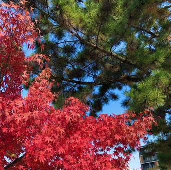 紅葉もみじ 紅葉,もみじ,赤の写真素材