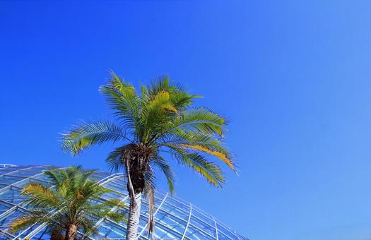 秋の澄んだ青空とヤシの木/とっとり花回廊 ヤシの木,青空,フラワードームの写真素材