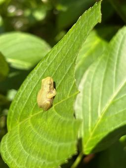 Photo, schlegel frog, a frog, frog, 