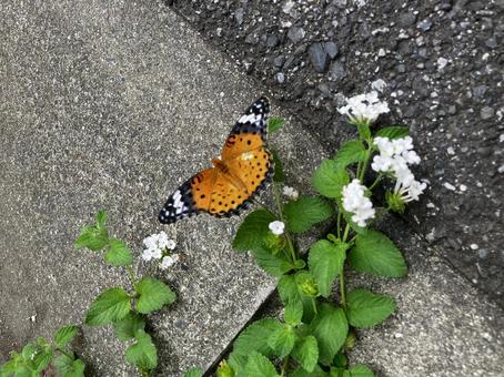 夏の日、地面にいたオレンジの蝶 夏の日、地面にいたオレンジの蝶の写真