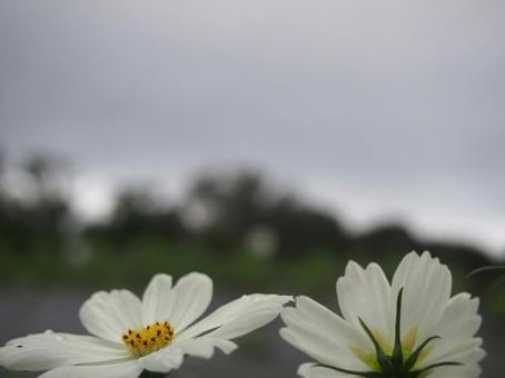 コスモスの写真