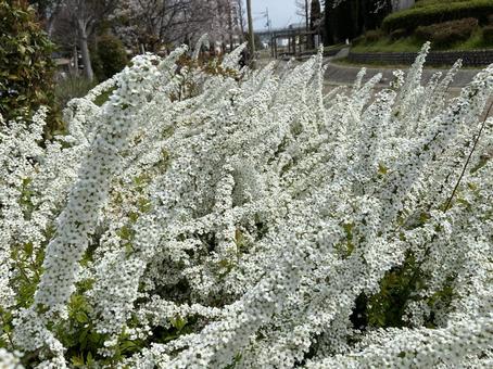 雪柳 雪柳の写真