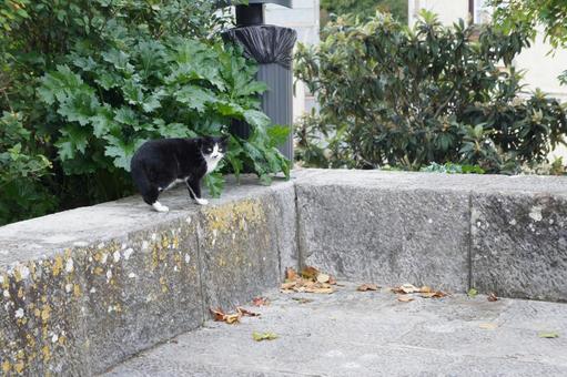 Scandinavian roadside cat, JPG