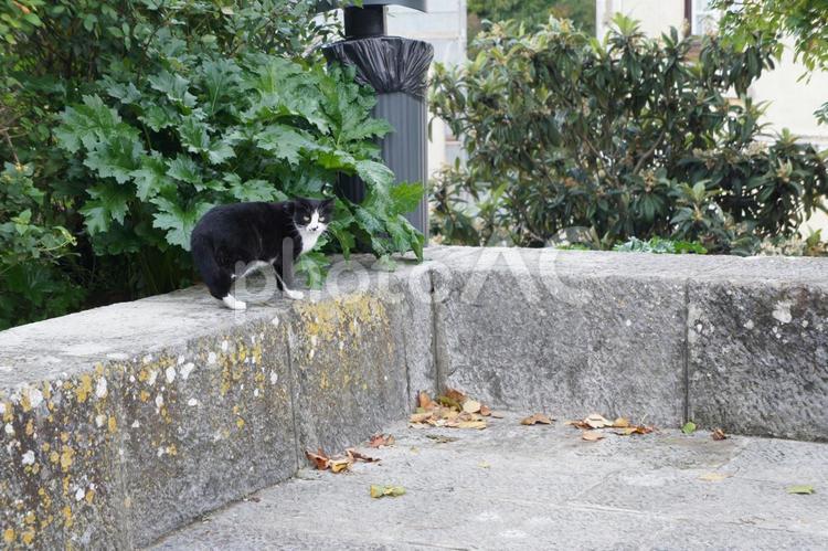 北欧の道端の猫 北欧,デンマーク,猫の写真素材