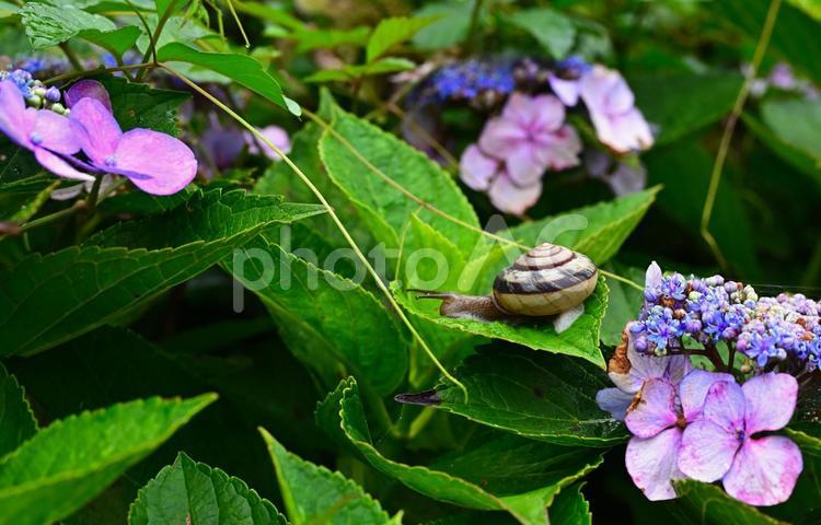 梅雨時、カタツムリとあじさい カタツムリ,紫陽花,マイマイの写真素材