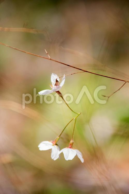 散り桜と盗人 桜,散る,春の花の写真素材