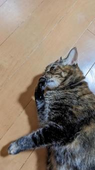 手の匂いを嗅ぐ猫 ペット,猫,もふもふの写真素材