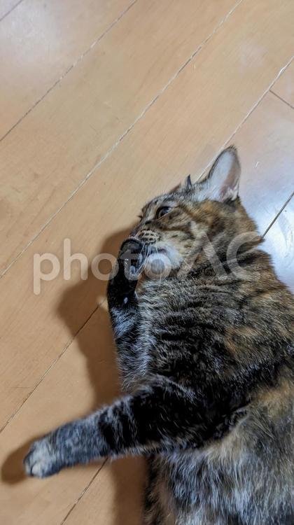 手の匂いを嗅ぐ猫 ペット,猫,もふもふの写真素材