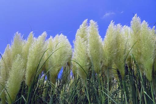 パンパスグラスのフサフサの穂と真夏の青空 パンパスグラスのフサフサの穂と真夏の青空 パンパスグラス,シロガネヨシ,イネ科の写真素材