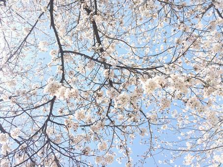 桜 桜の写真