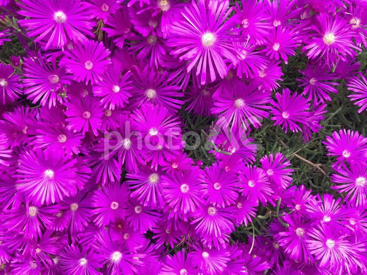 花壇の花(横) 花,花の,植物の写真素材