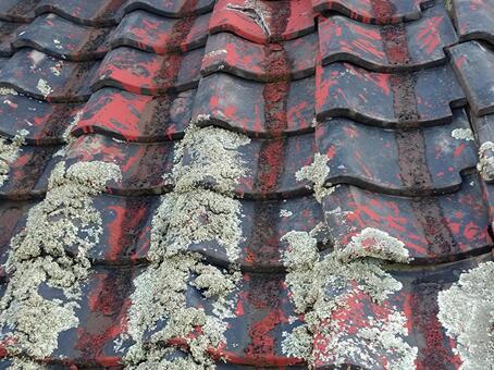 苔の生えた廃屋の瓦 瓦,屋根,瓦屋根の写真素材