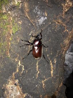 Photo, beetle, woods, night, 