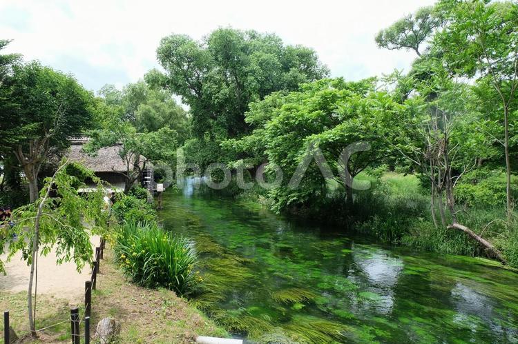 きれいな川と緑 風景,田舎,自然の写真素材