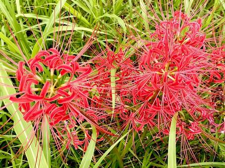 リコリスの赤い花の群生 リコリス,赤,花の写真素材