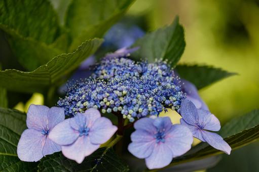 梅雨を喜ぶアジサイの花02 梅雨を喜ぶアジサイの花02の写真