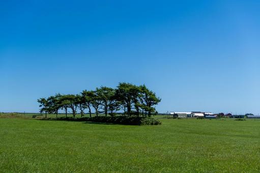 広い牧草地に並ぶ木々 広い牧草地に並ぶ木々 木々,牧草地,草原の写真素材