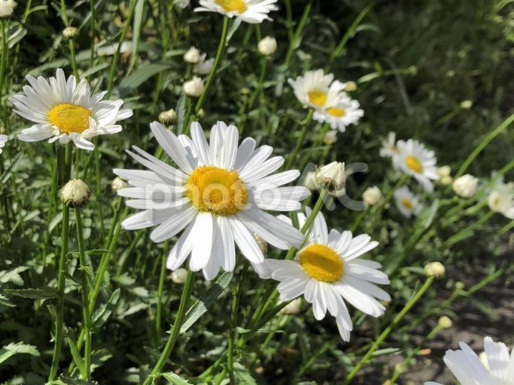 春の終わり、夏の始まり、マーガレット 自然,夏,植物の写真素材