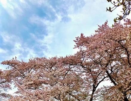 桜と空 桜と空の写真