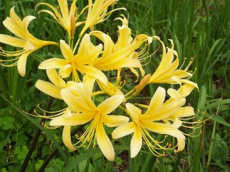 [Photo of cluster amaryllis] Scenery of cluster amaryllis blooming, JPG