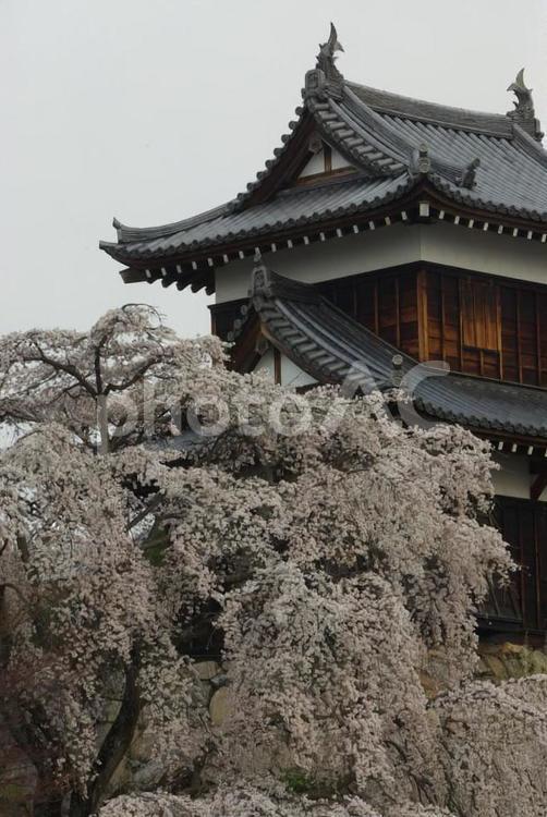 しだれ桜 しだれ桜,郡山城,大和郡山の写真素材