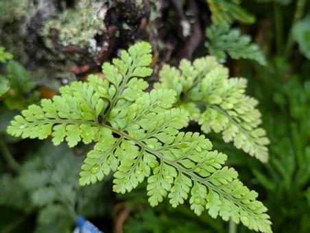 シノブの葉 シノブ,ガーデン,ガーデニングの写真素材