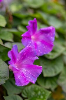 朝顔 朝顔,あさがお,花の写真素材