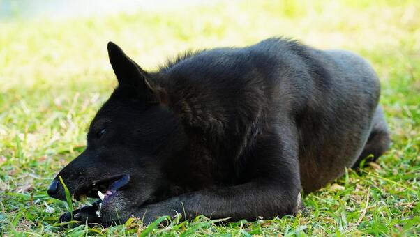 黒い犬 犬,ペット,動物の写真素材