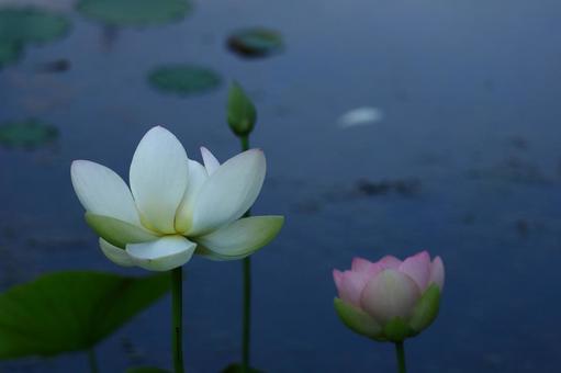 神聖な花 神聖な花の写真