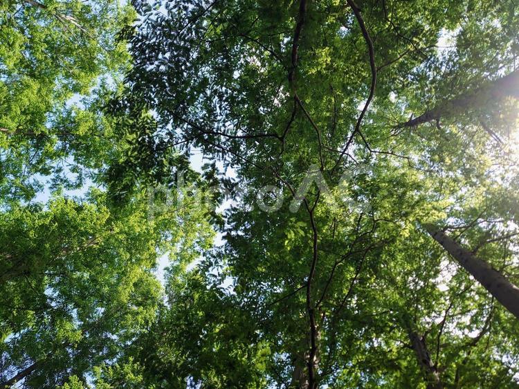 新緑のメタセコイアからの木漏れ日 メタセコイア,木,樹木の写真素材