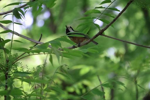 緑の木々の森の木の枝に1羽のヤマガラ 緑,木々,森の写真素材