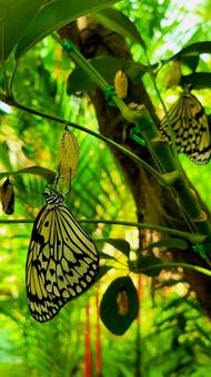 Butterfly 蝶々 Butterfly 蝶々の写真