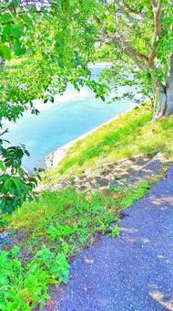 Sunbeams on the riverside, landscape, plant, natural, JPG