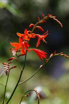 Photo, himehiga gigasuisen, flower, petal, 