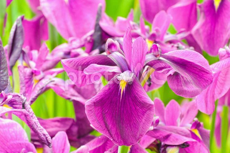 菖蒲（多賀城跡あやめ園） あやめ,アヤメ,菖蒲の写真素材