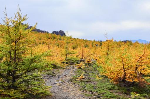 カラマツの紅葉 カラマツ,紅葉,秋の写真素材