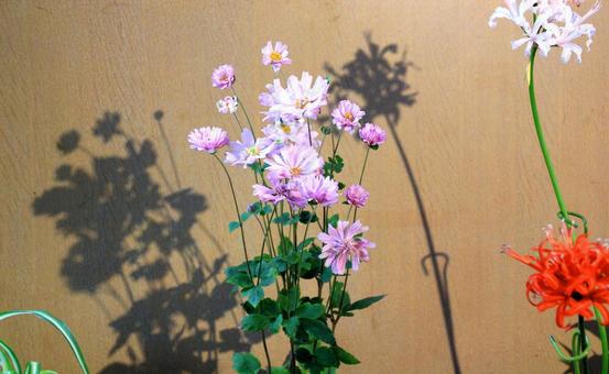 シュウメイギクとネリネの花と影 シュウメイギク,キク科,花の写真素材