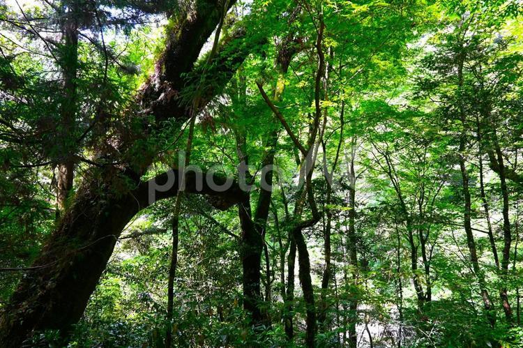 新緑の菊池渓谷 自然,渓谷,新緑の写真素材