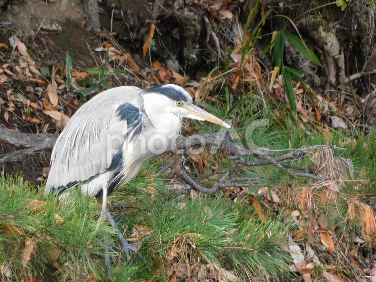 松林にいるアオサギ アオサギ,サギ,野鳥の写真素材