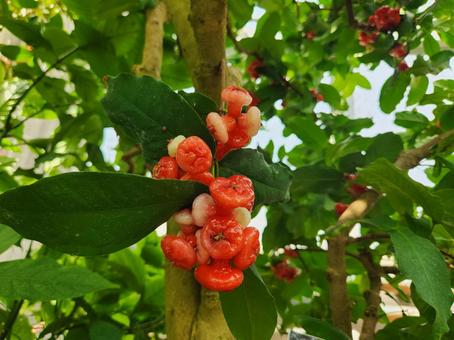 ミズレンブ ミズレンブ,実,赤の写真素材