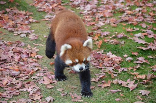 レッサーパンダ レッサーパンダ,アニマル,モフモフの写真素材
