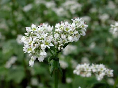 Buckwheat close-up, JPG