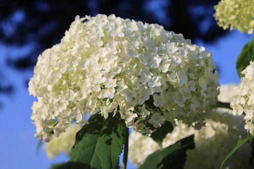 あじさい あじさい,白い花,権現堂の写真素材