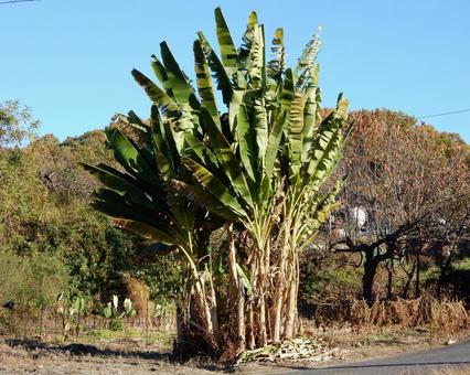 【植物写真】バナナの木 バナナ,バナナの木,果物の写真素材
